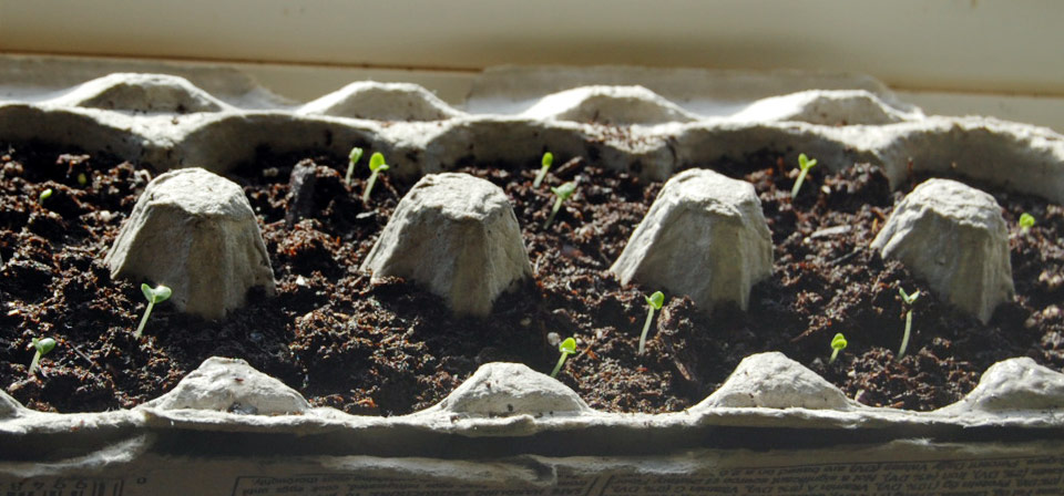 Image of sprouts growing in recycled egg carton