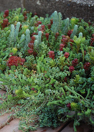 Green Roof